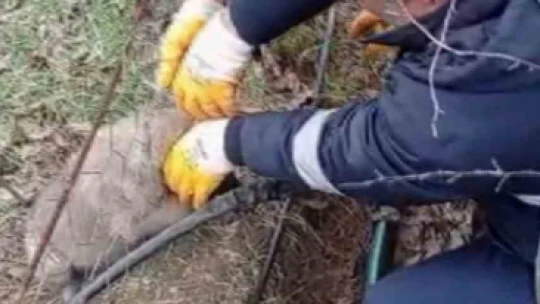 Tel örgüsüne sıkışan yavru köpeği İl Özel İdare ekipleri kurtardı