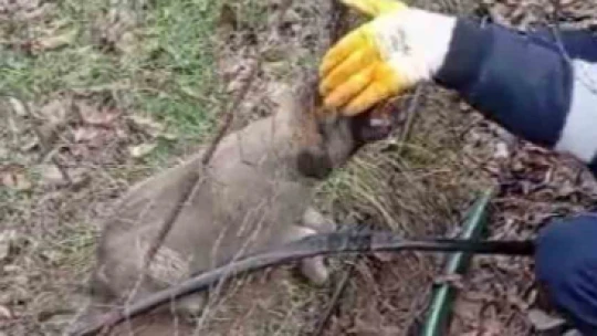 Tel örgüsüne sıkışan yavru köpeği İl Özel İdare ekipleri kurtardı