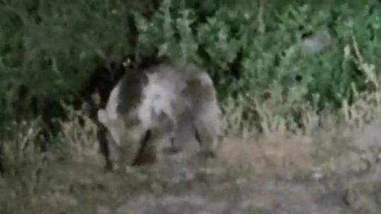 Tunceli'de aç kalan ayılar mezbahaneye indi