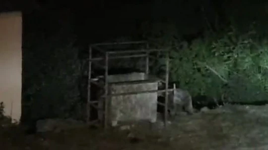 Tunceli'de aç kalan ayılar mezbahaneye indi