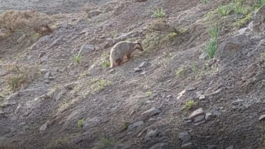 Tunceli'de IUCN kırmızı listesinde yer alan porsuk görüntülendi