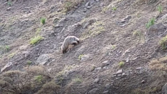 Tunceli'de IUCN kırmızı listesinde yer alan porsuk görüntülendi