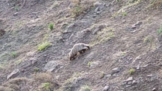 Tunceli'de IUCN kırmızı listesinde yer alan porsuk görüntülendi