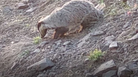 Tunceli'de IUCN kırmızı listesinde yer alan porsuk görüntülendi