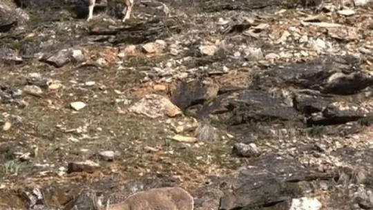Tunceli'de yaban keçileri görüntülendi