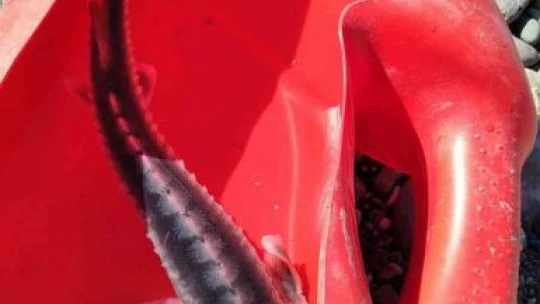 Türkiye iç sularına nasıl girdiği bilinmiyor, kilosuna göre havyarı 20 milyon liraya alıcı buluyor