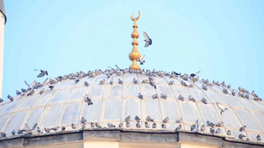 Türkiye'nin ilk asansörlü camisi güvercinleri ağırladı