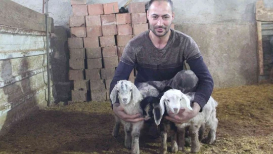 Üçüz yavrulayan keçi aileyi sevince boğdu