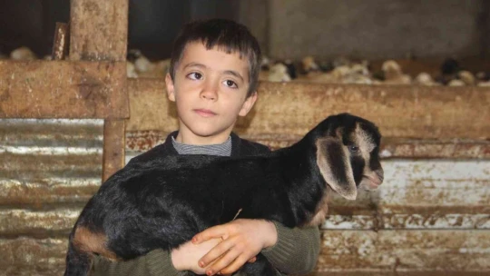 Üçüz yavrulayan keçi aileyi sevince boğdu