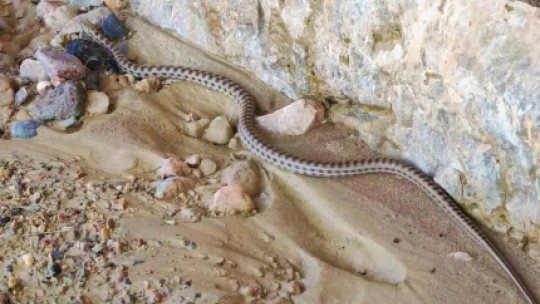 Uydudan haritaları incelerken 3 milyon yıllık kanyon keşfettiler