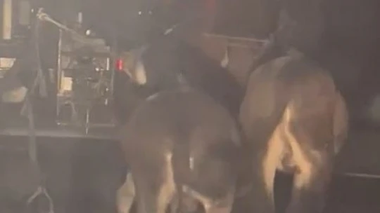Vicdansız sürücü, traktörün arkasına bağladığı eşekleri sürükleyerek götürdü