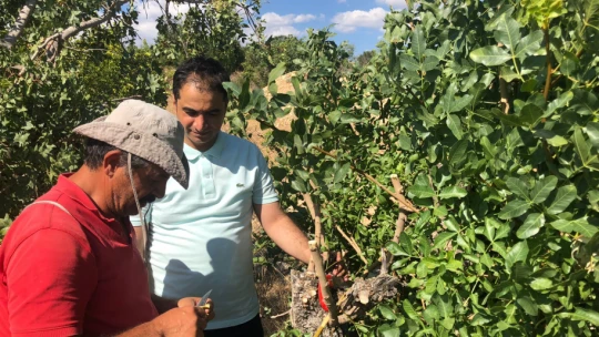 Çemişgezek Denince Akla Fıstık Mı Gelecek ?
