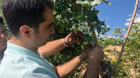 Çemişgezek Denince Akla Fıstık Mı Gelecek ?