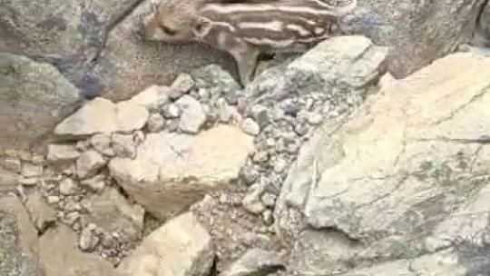 Alacakaya'da 'Pijamalarını giymiş' Yaban domuzu