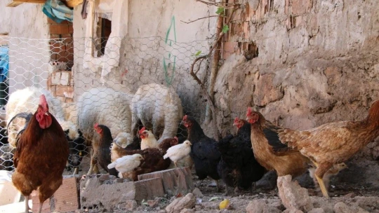 Yağışlar olmayınca çeşmeler kurudu, içecekleri suyu bidonlarla getiriyorlar