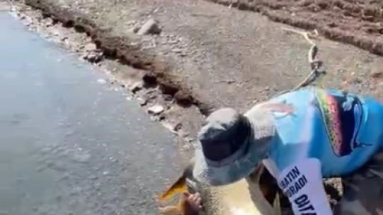 Yakaladığı 40 kiloluk dev Fırat turnasını popülasyonu korumak için tekrar suya bıraktı