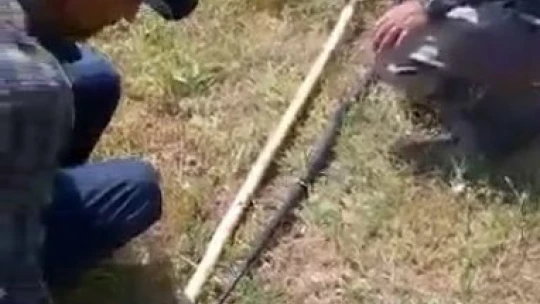 Yakaladığı yılanı canlı canlı kendi boyuyla ölçtü, ardından serbest bıraktı