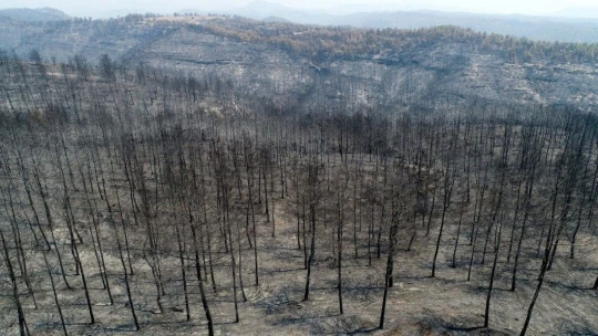 Manavgat'ta yanan 60 bin hektar ormanlık alanda 1 milyar TL'lik zarar oluştu
