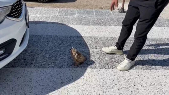 Yaralı baykuş için vatandaşlar seferber oldu