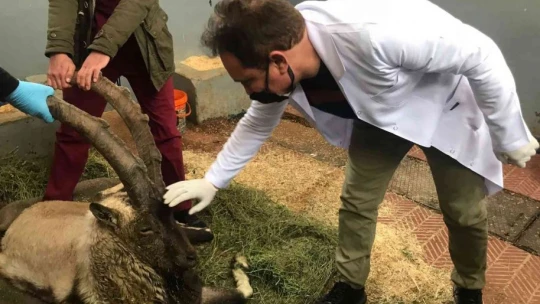 Yaralı halde bulunan dağ keçisi tedavi altına alındı