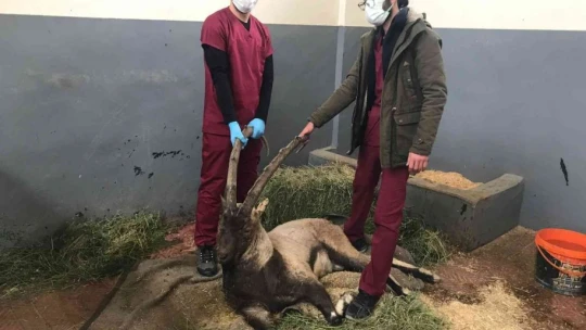 Yaralı halde bulunan dağ keçisi tedavi altına alındı