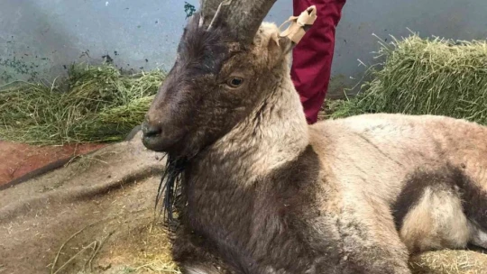 Yaralı halde bulunan dağ keçisi tedavi altına alındı