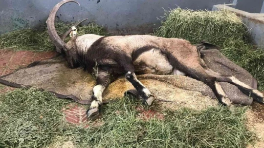 Yaralı halde bulunan dağ keçisi tedavi altına alındı