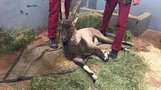 Yaralı halde bulunan dağ keçisi tedavi altına alındı