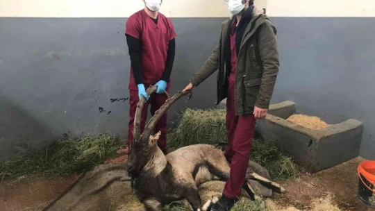 Yaralı halde bulunan dağ keçisi tedavi altına alındı