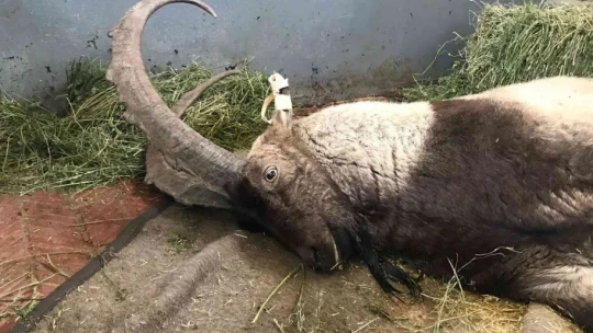 Yaralı halde bulunan dağ keçisi tedavi altına alındı
