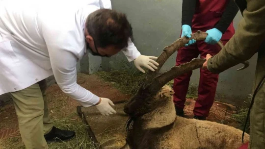Yaralı halde bulunan dağ keçisi tedavi altına alındı