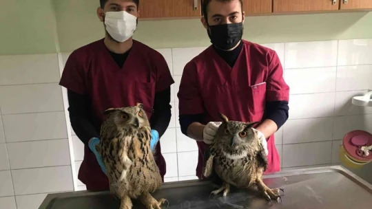 Yaralı halde bulunan kulaklı orman baykuşları tedavi altına alındı