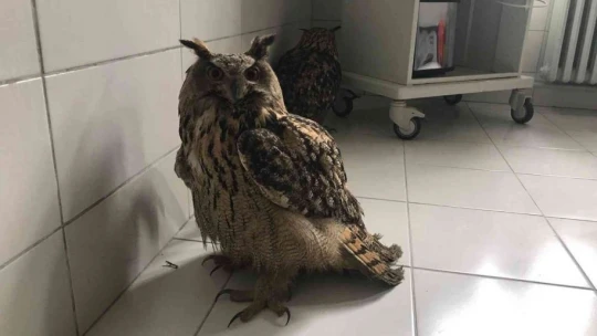Yaralı halde bulunan kulaklı orman baykuşları tedavi altına alındı