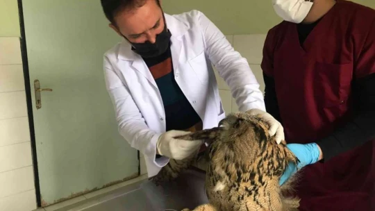Yaralı halde bulunan kulaklı orman baykuşları tedavi altına alındı