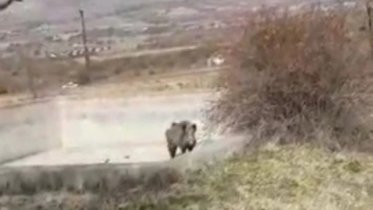 Yardım etmek istedikleri yaralı domuzun tepkisi karşısında neye uğradıkları şaşırdılar