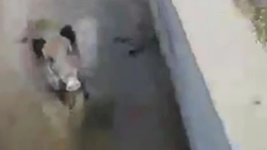 Yardım etmek istedikleri yaralı domuzun tepkisi karşısında neye uğradıkları şaşırdılar