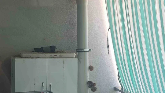 Yaşı küçük vicdanı büyük: Balkona yuva yapan güvercine gözü gibi bakıyor