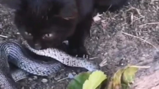 Yavru kedi, 2 metrelik yılanı yakalayıp yemeye çalıştı