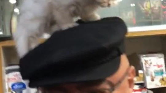 Yavru kedi ile müşterinin sevimli halleri gülümsetti