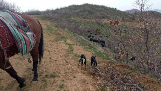 Yeni doğan iki oğlağın heybedeki sevimli yolculuğu görenlerin içini ısıttı