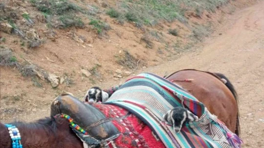 Yeni doğan iki oğlağın heybedeki sevimli yolculuğu görenlerin içini ısıttı