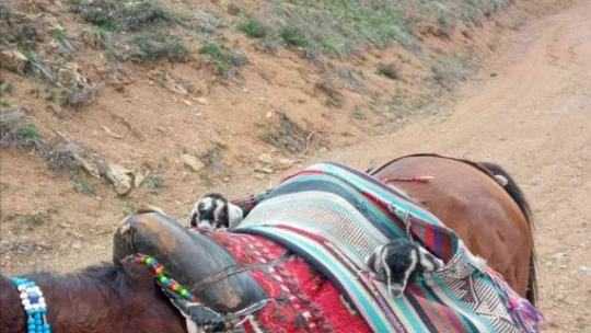 Yeni doğan iki oğlağın heybedeki sevimli yolculuğu görenlerin içini ısıttı