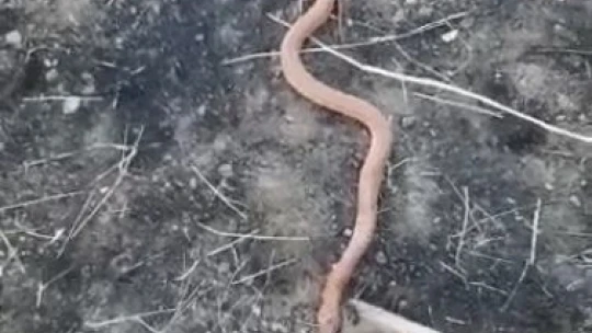 Yılanı gören köylülerin 'piton mu kobra mı' diyaloğu gülümsetti