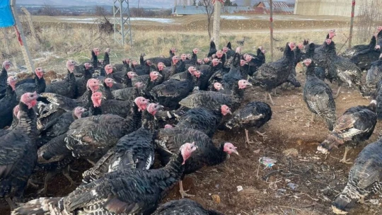 Yılbaşı öncesi yurt dışına 15 bin adet hindi gönderdi