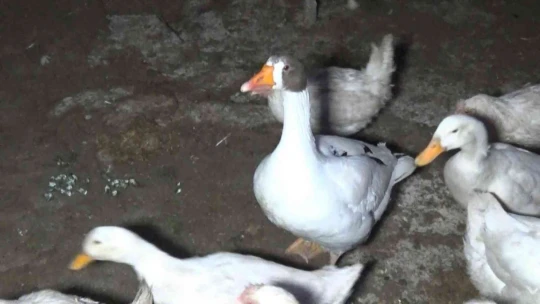 Yolda bulduğu ve 'Mamoş' ismini verdiği kazı, sahibine teslim etti