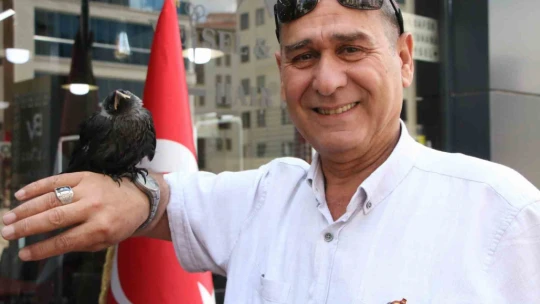 Yolda bulunan karga, kuaför salonunun maskotu oldu: Müşteriler bahşiş bile veriyor