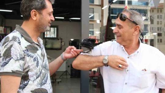 Yolda bulunan karga, kuaför salonunun maskotu oldu: Müşteriler bahşiş bile veriyor