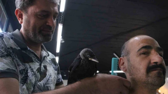 Yolda bulunan karga, kuaför salonunun maskotu oldu: Müşteriler bahşiş bile veriyor