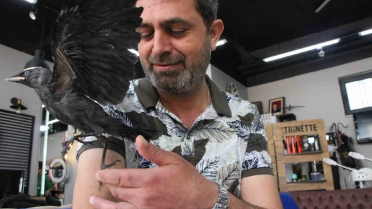 Yolda bulunan karga, kuaför salonunun maskotu oldu: Müşteriler bahşiş bile veriyor