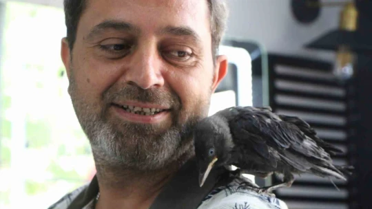 Yolda bulunan karga, kuaför salonunun maskotu oldu: Müşteriler bahşiş bile veriyor